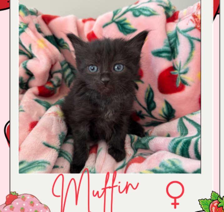 Photo of Muffin