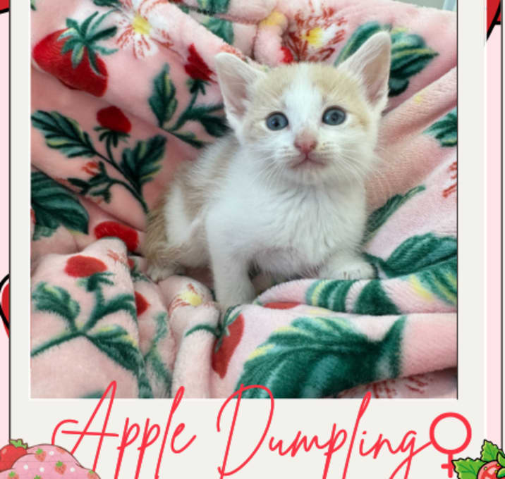 Photo of Apple Dumpling