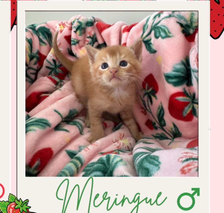 Photo of Meringue