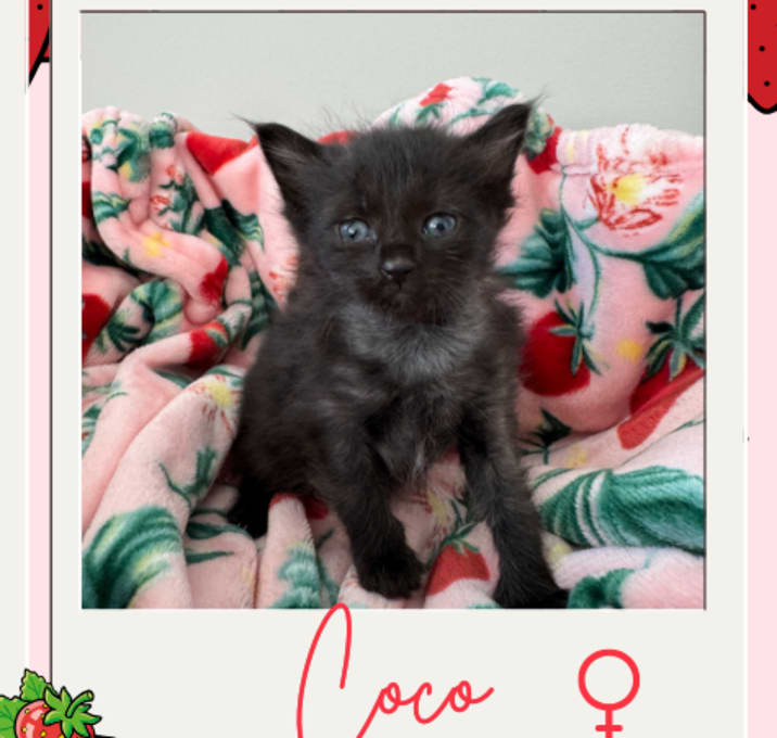 Photo of Coco