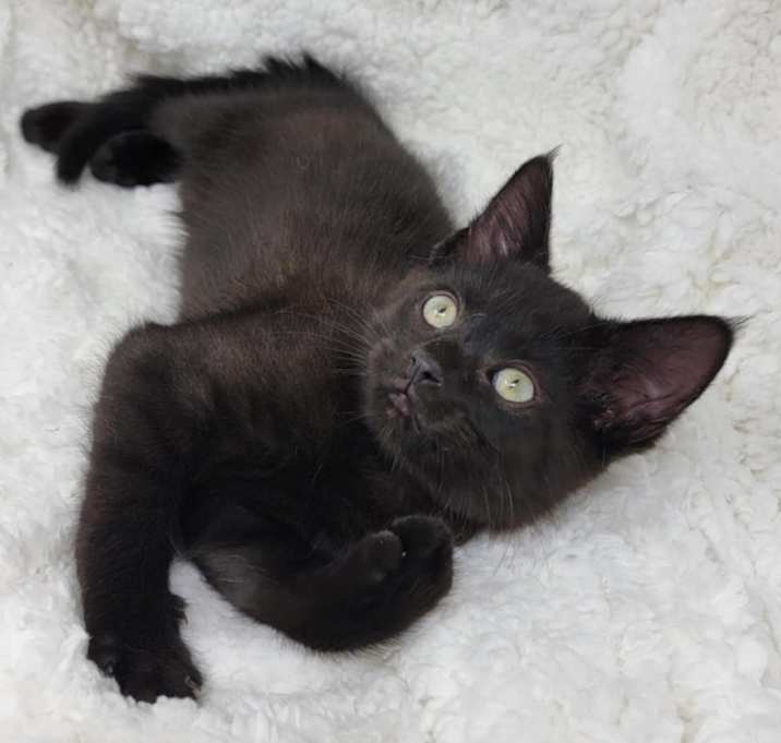 Photo of Finch
