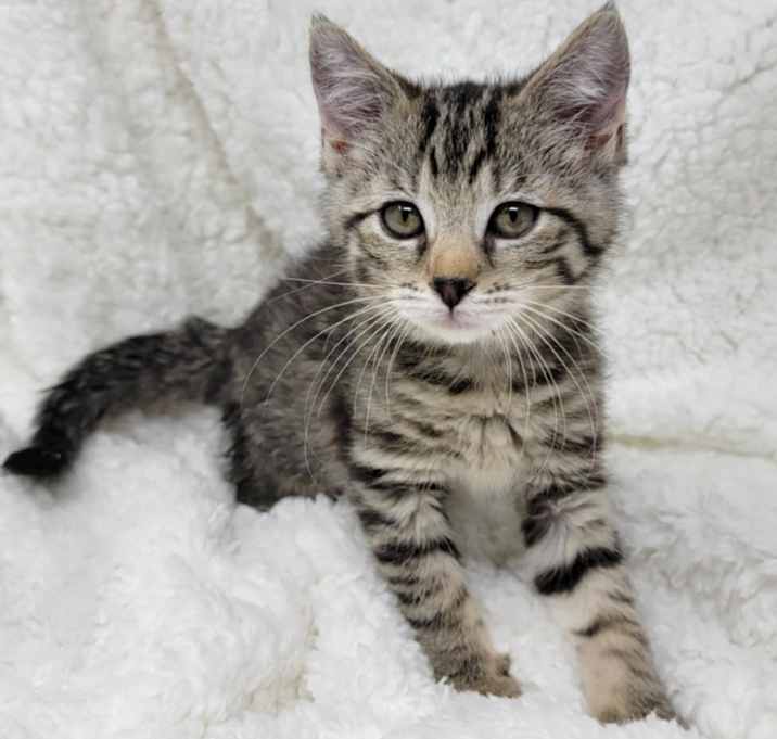 Photo of Wren