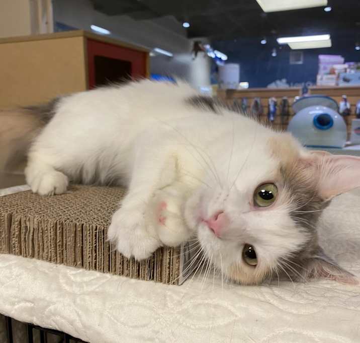 Photo of Bella