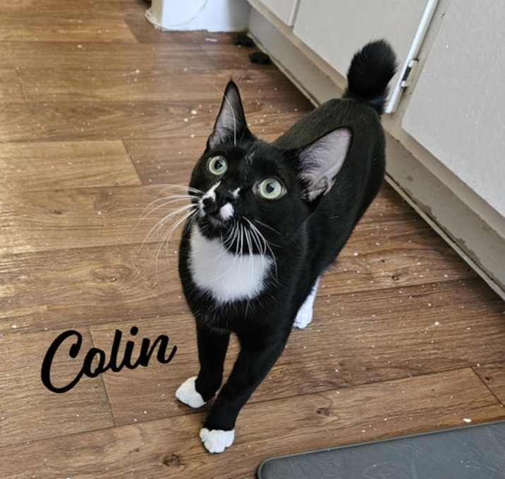Photo of Colin #stubby-tailed