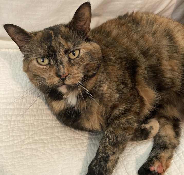 Photo of Tonks