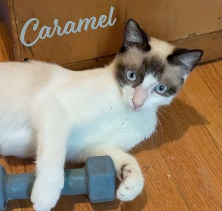 Photo of Caramel #charming-four