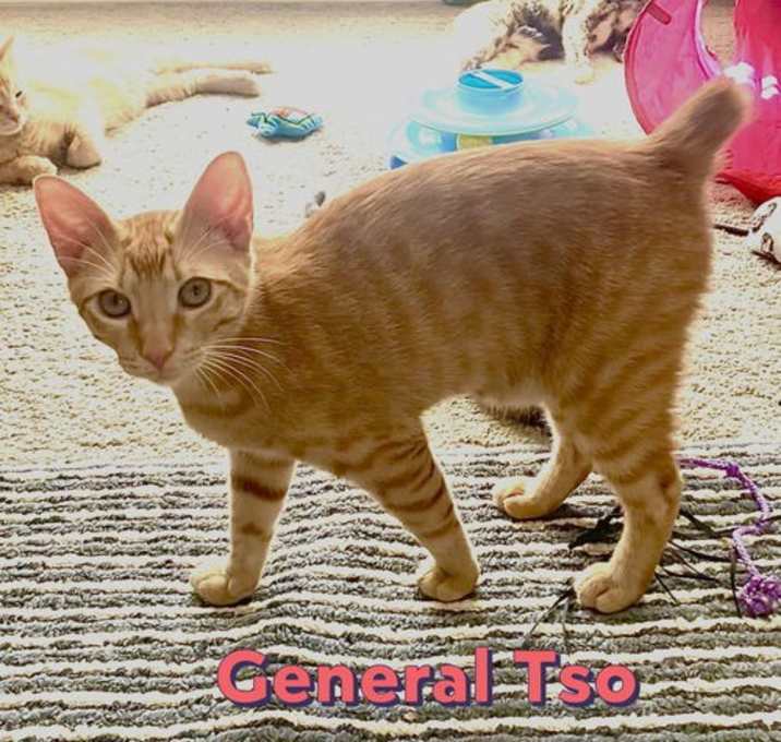 Photo of General Tso #brother-of-Hannah
