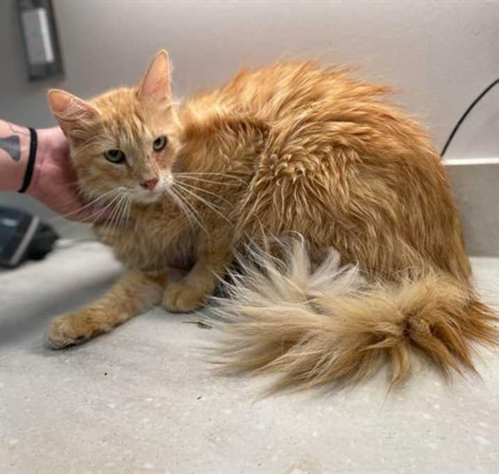 Photo of PUMPKIN