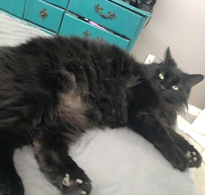 Photo of Noir
