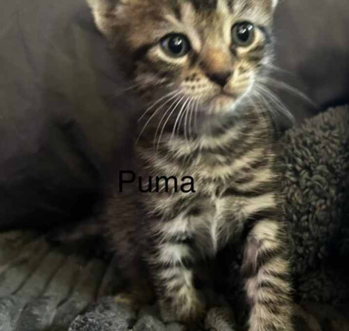 Photo of Puma