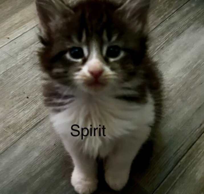 Photo of spirit
