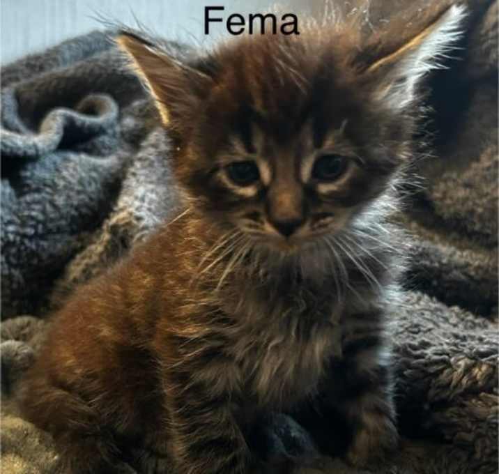 Photo of Fema