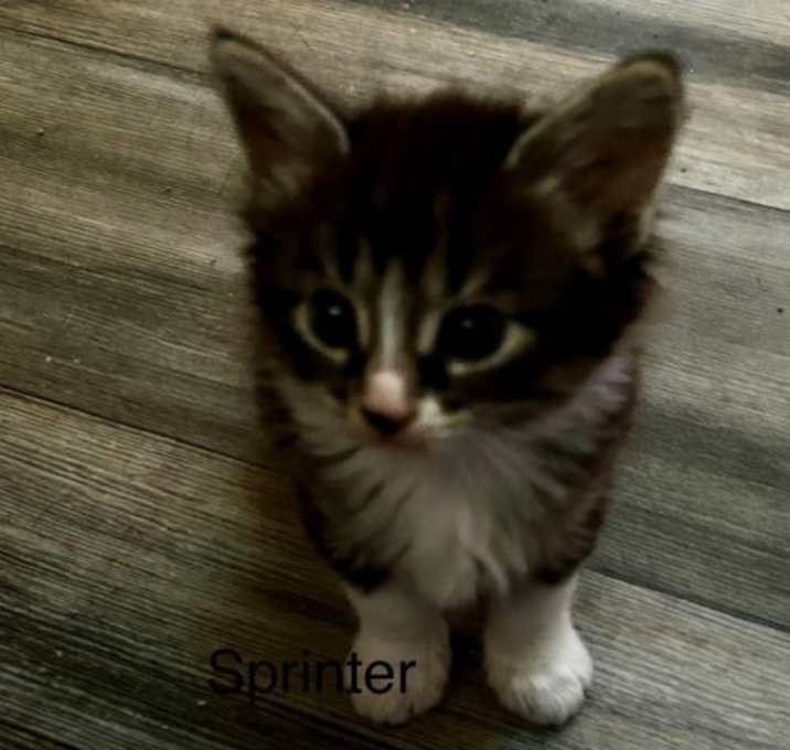 Photo of Sprinter