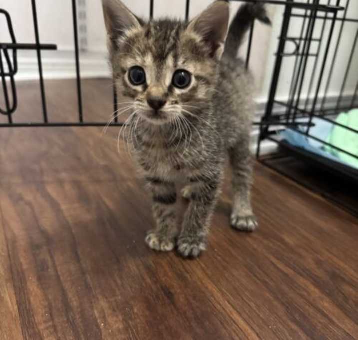 Photo of Oakley