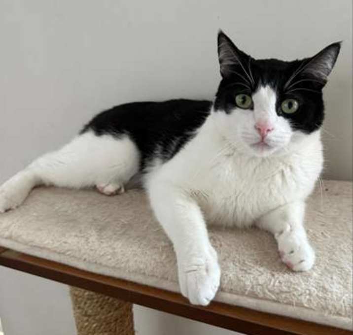 Photo of Joey (Bonded with Gunther)(My