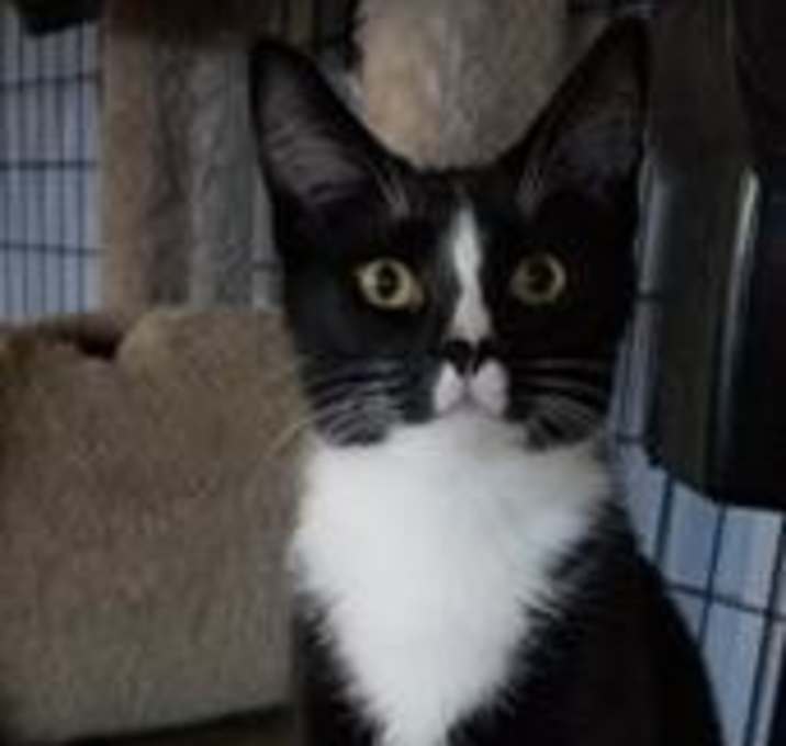 Photo of Milo