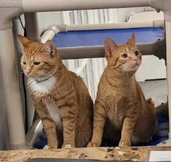 Photo of Gordy and Bumpkin bonded brothers special needs CH