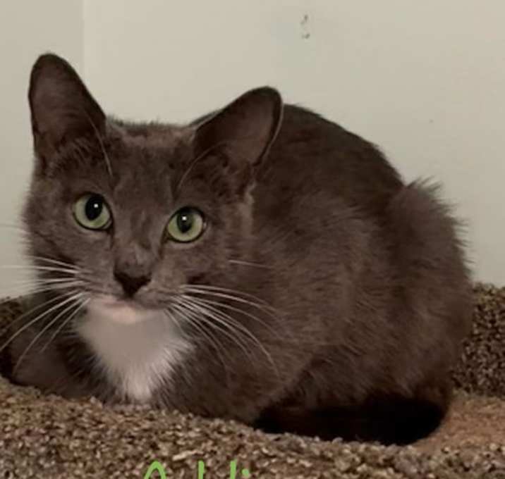Photo of Addison