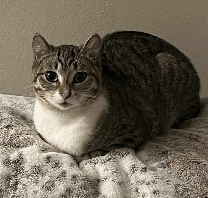 Photo of Bailey