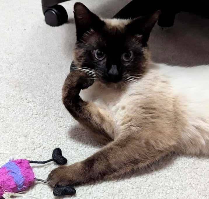Photo of Norman