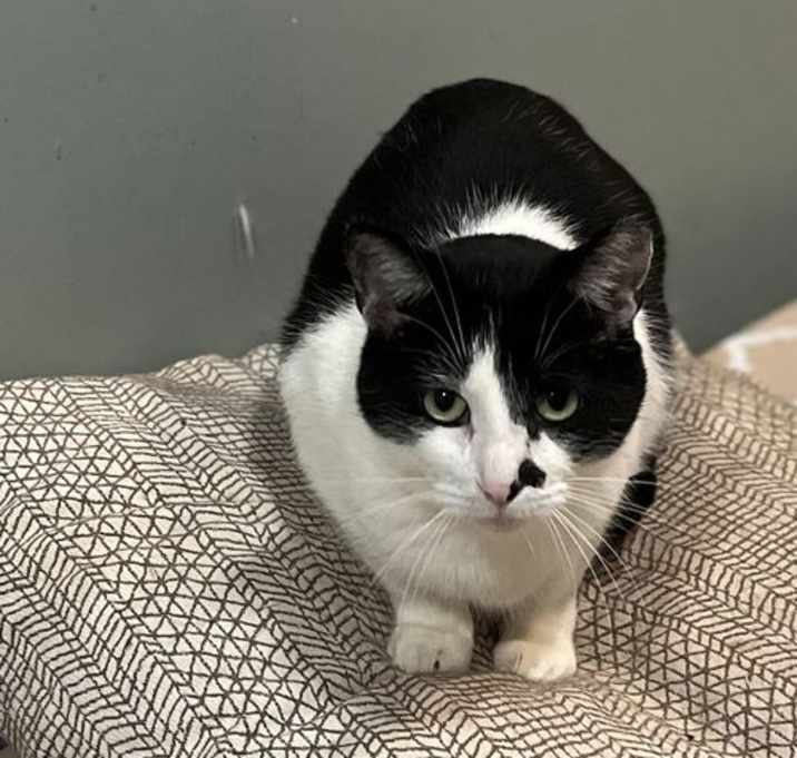 Photo of Phantom