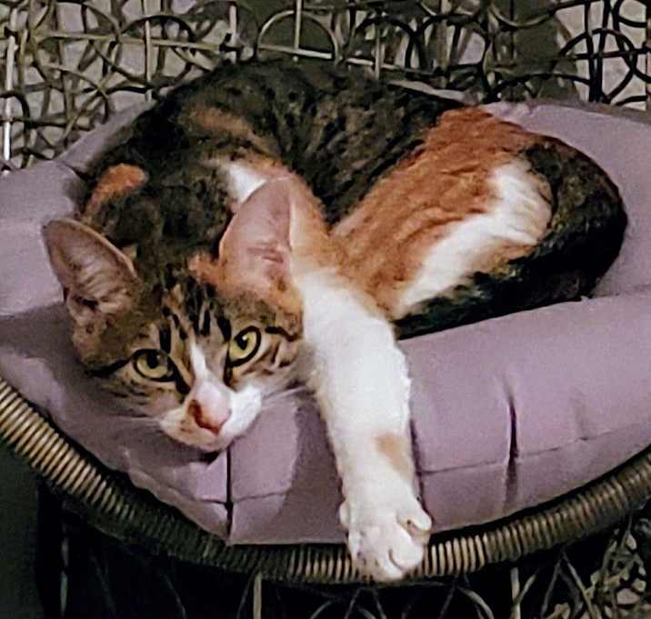 Photo of Kali Kat #tiny-tempest