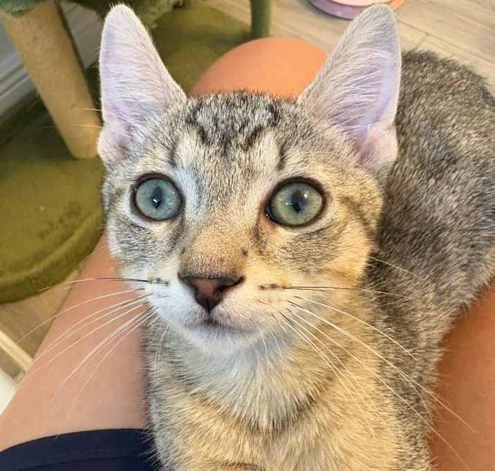 Photo of Fitzwhiskers