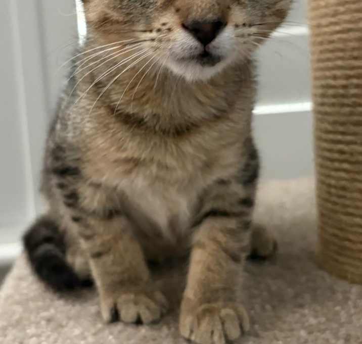 Photo of Meowzart