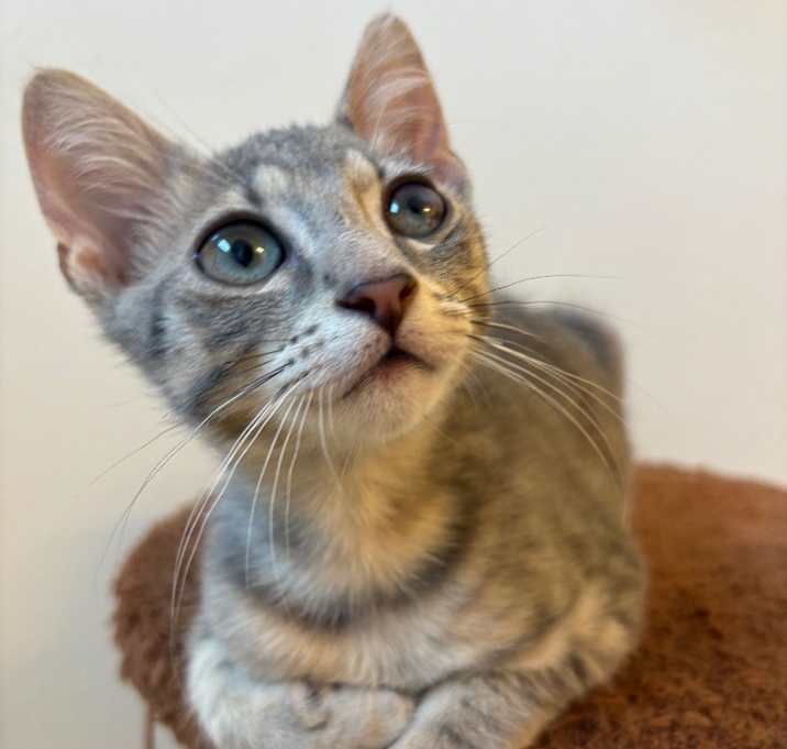 Photo of Pawcasso