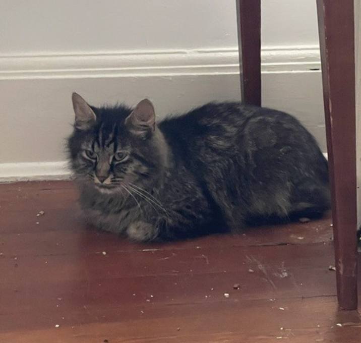 Photo of Penne (Pasta Kittens Mama)