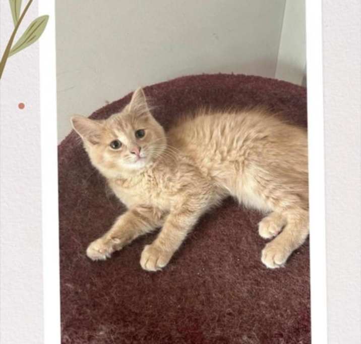 Photo of Sable