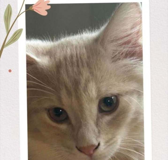 Photo of Nova