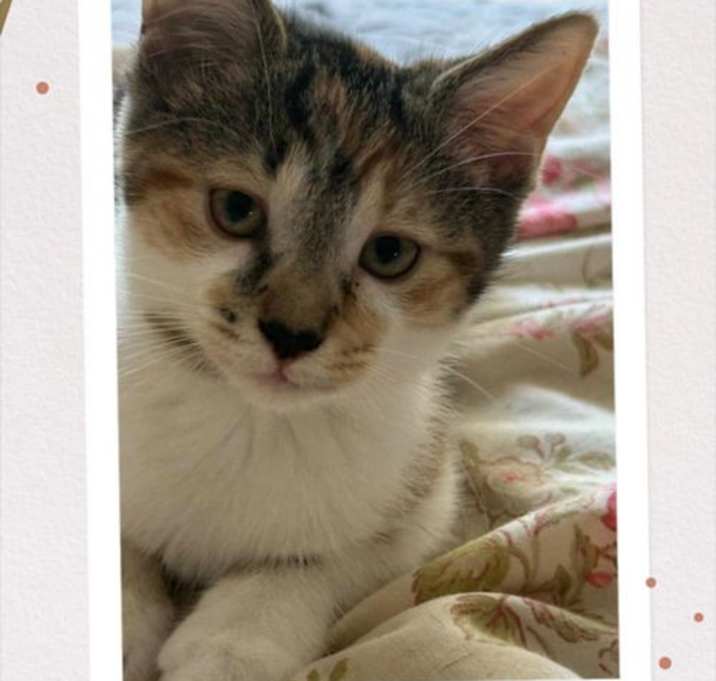 Photo of Fable