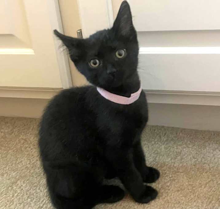 Photo of Pinky