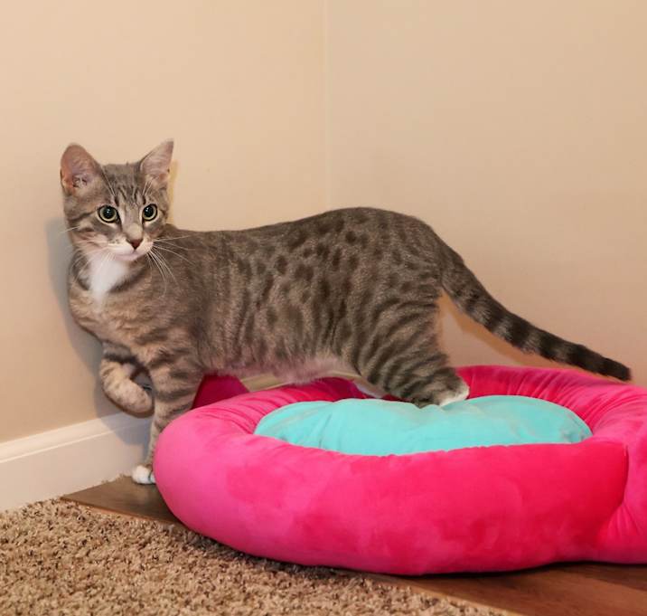 Photo of Silver 