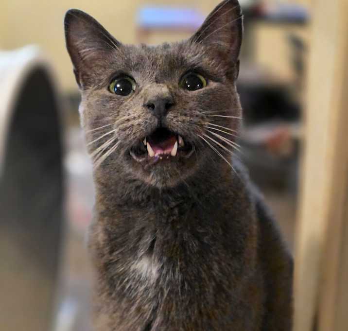 Photo of Squeak