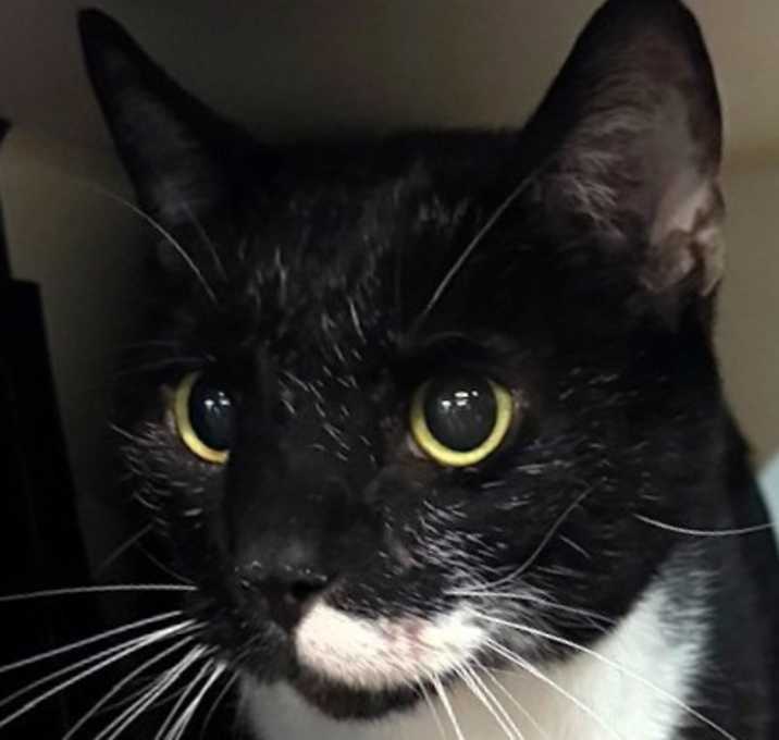 Photo of Runt Runt 