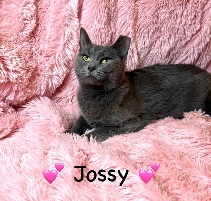 Photo of Jossy
