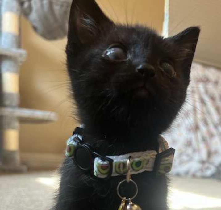 Photo of Boba