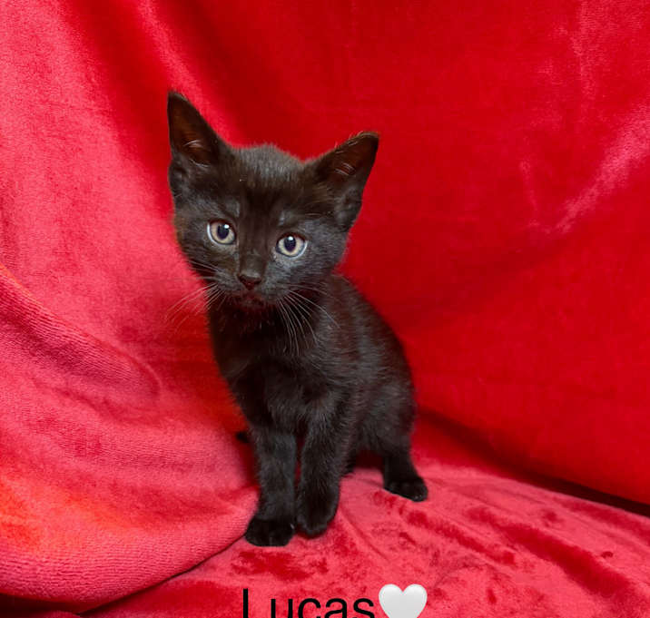 Photo of Lucas