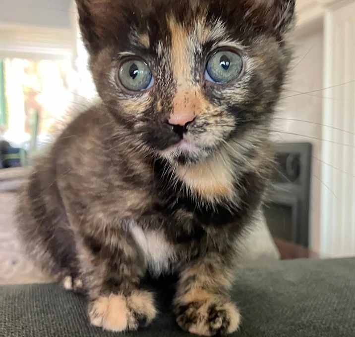 Photo of Mocha