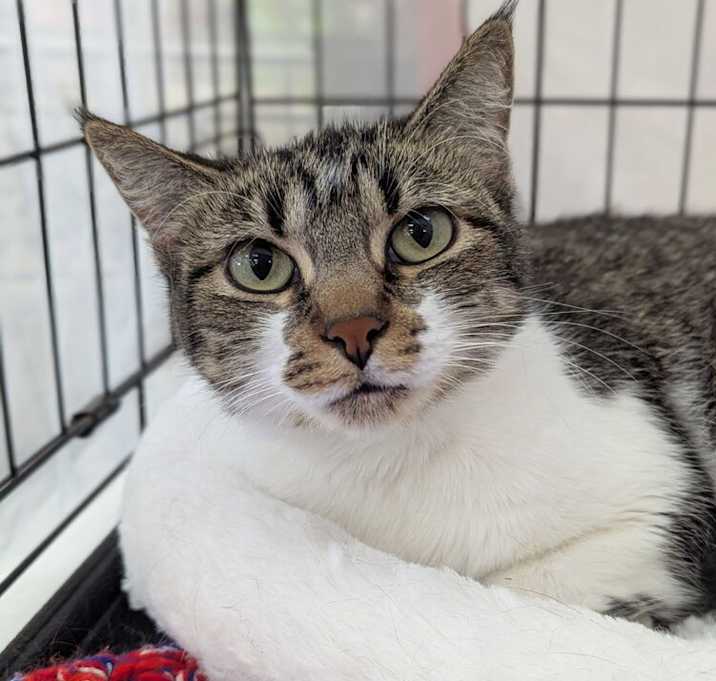 Photo of Dolly Meowison 2239
