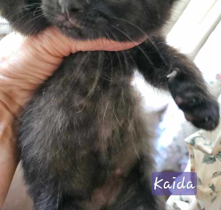 Photo of Kaida