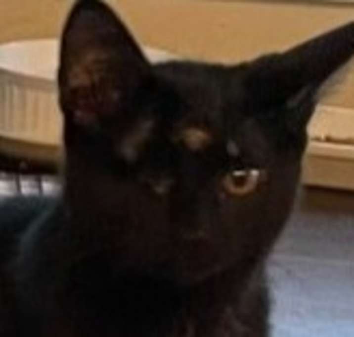 Photo of Bodhi