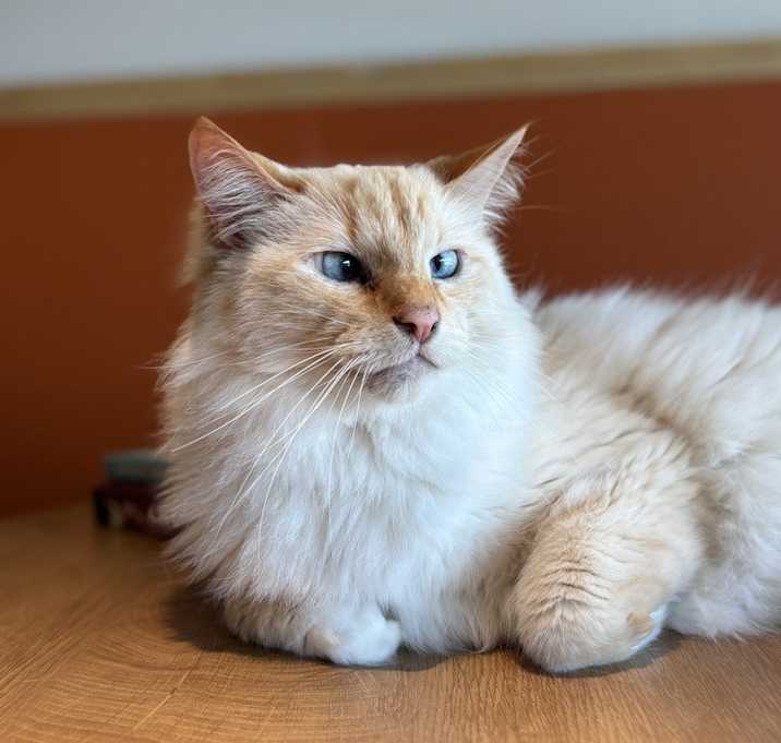 Photo of Simba