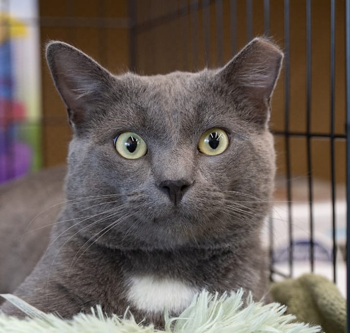 Photo of Grigio Sher