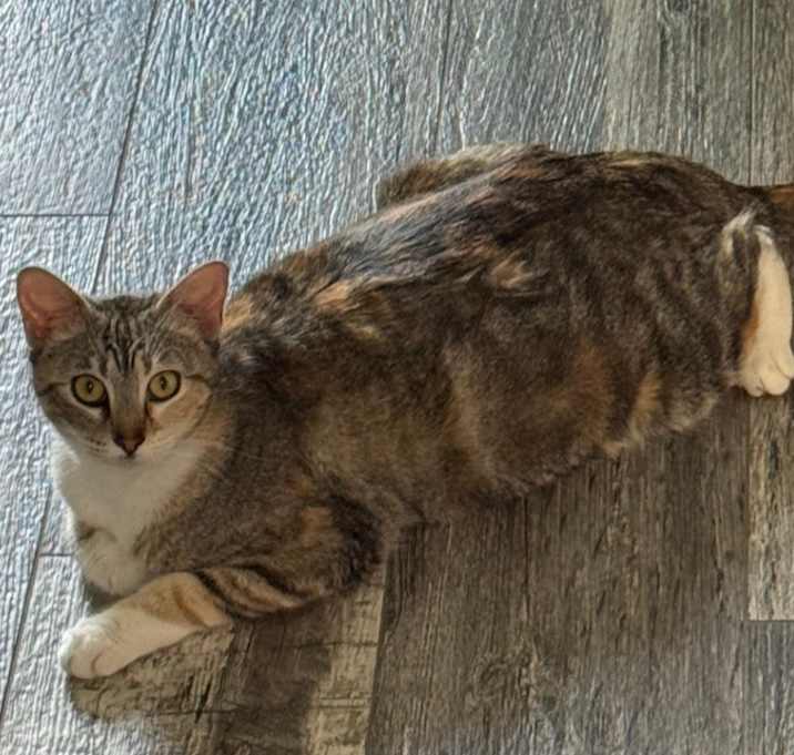 Photo of Pomagranate