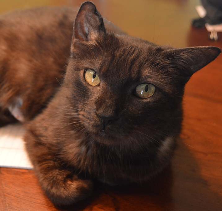 Photo of Queenie