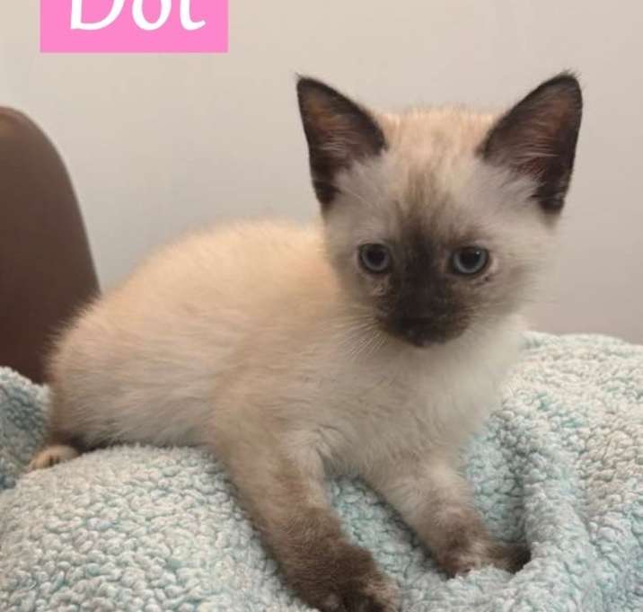 Photo of Dot