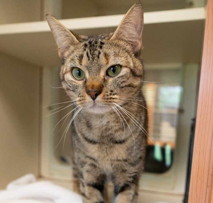 Photo of Penny